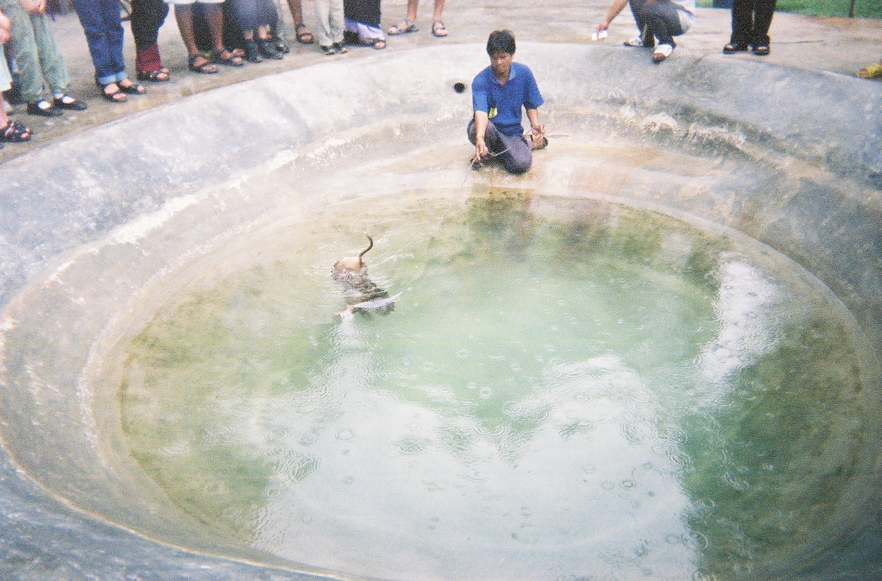 Monkey entering the water