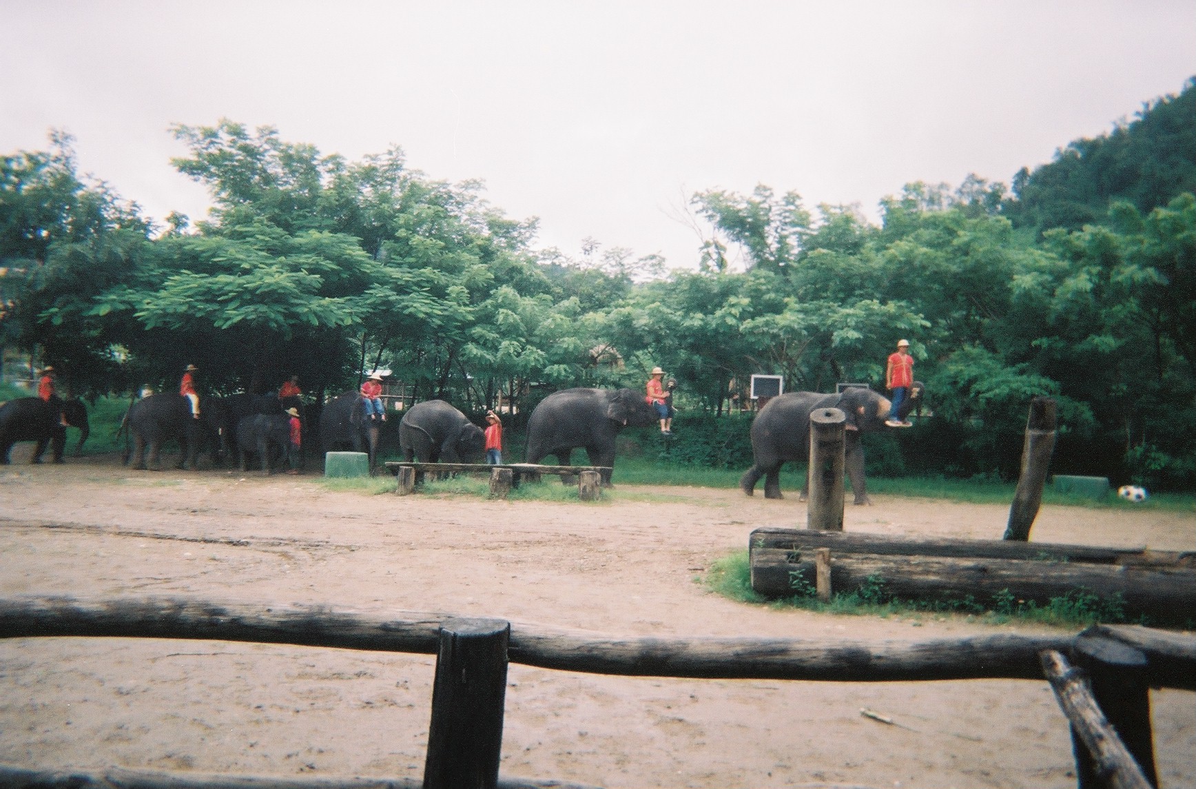 Elephants on Parade
