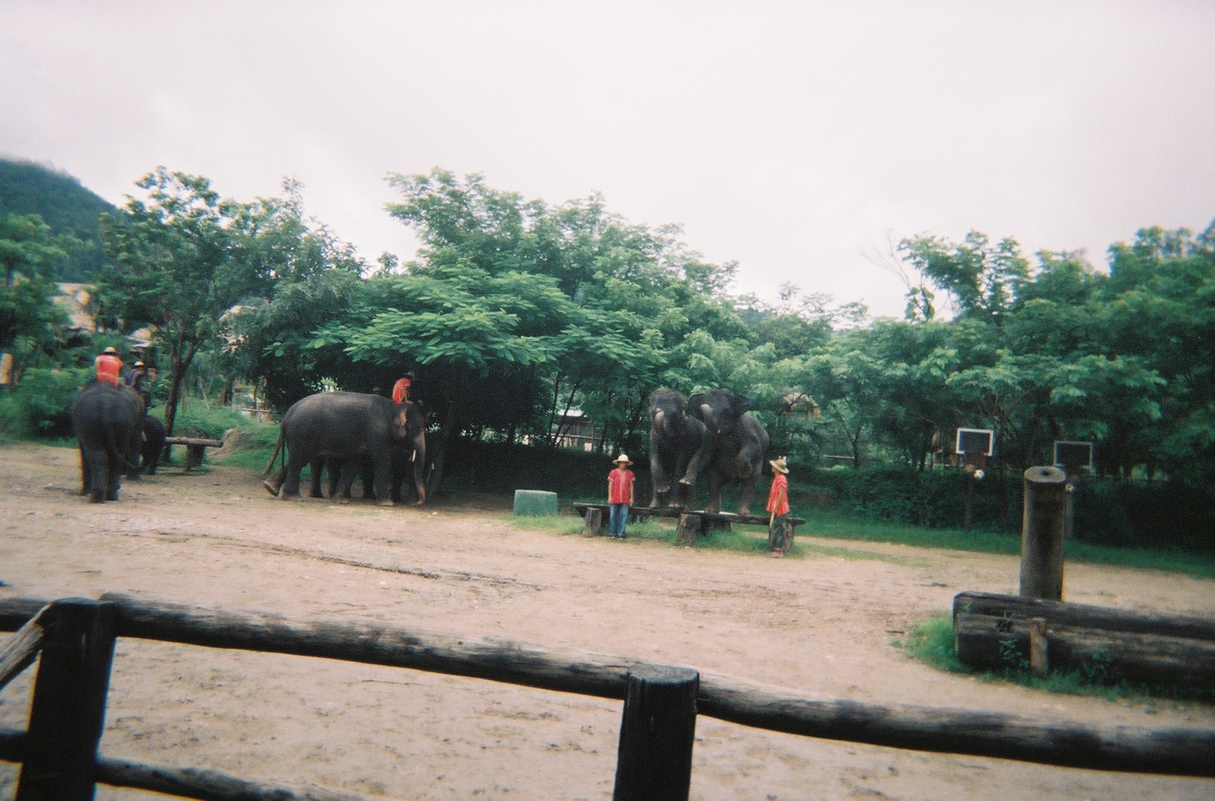 Elephants lifting a log