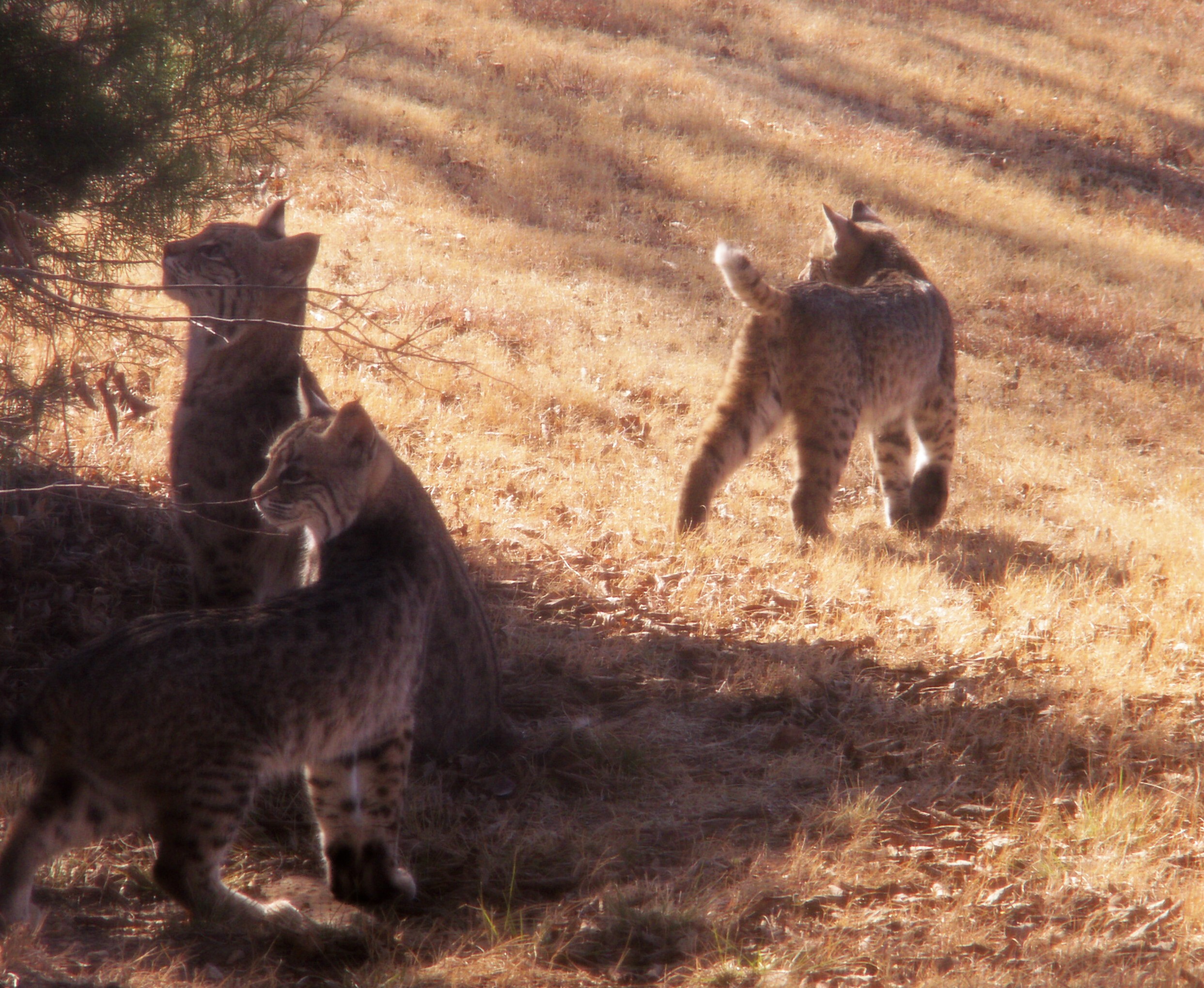 Mother Bobcat and Two Kittens