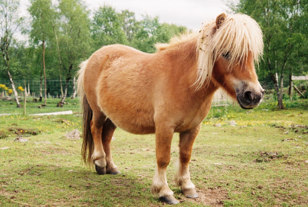 05060018shetlandpony.jpg