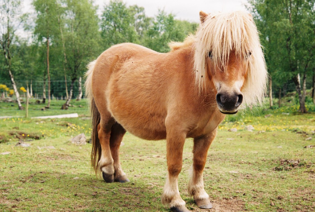 Shetland pony