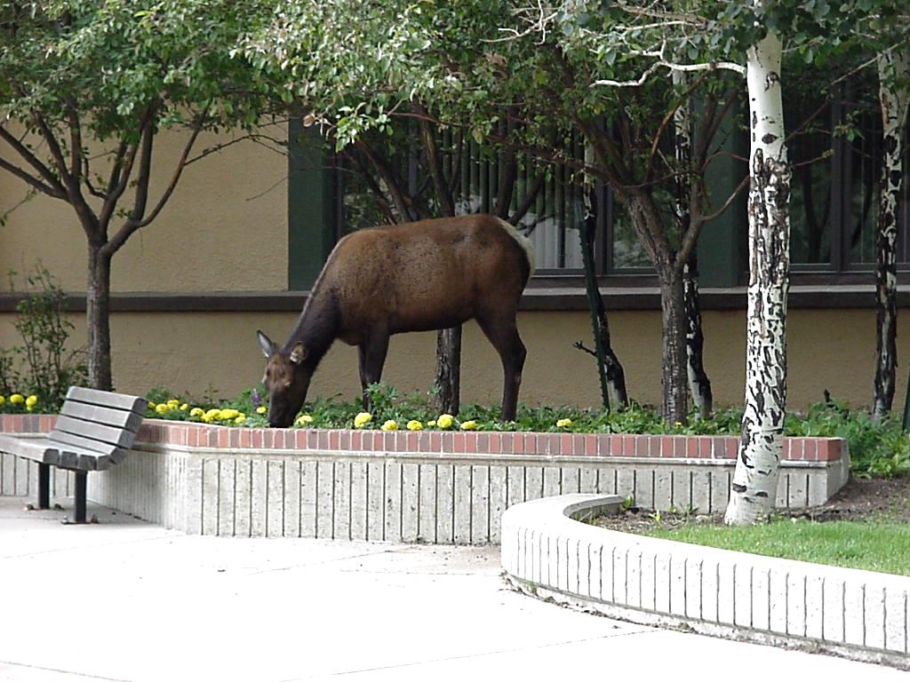 Elk Eating Mums at the Library