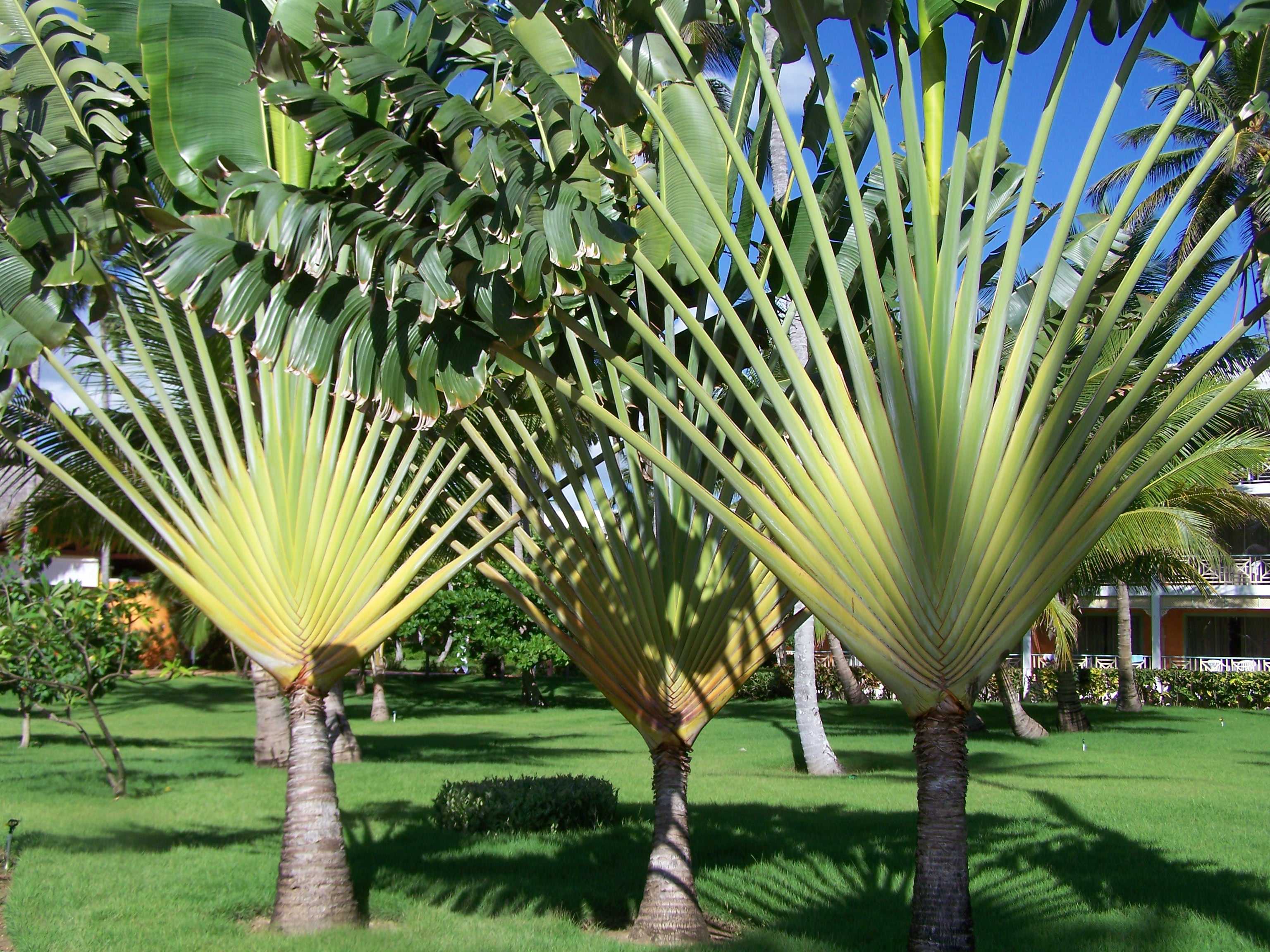 Tropical Trees | Pics4Learning