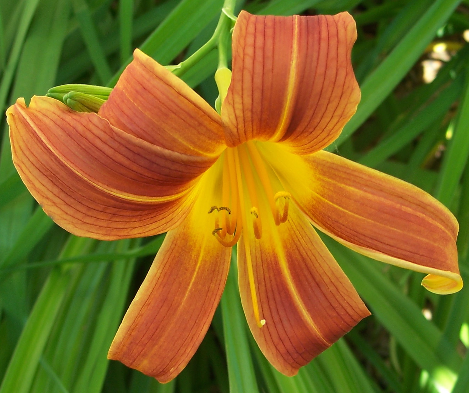 Day Lily