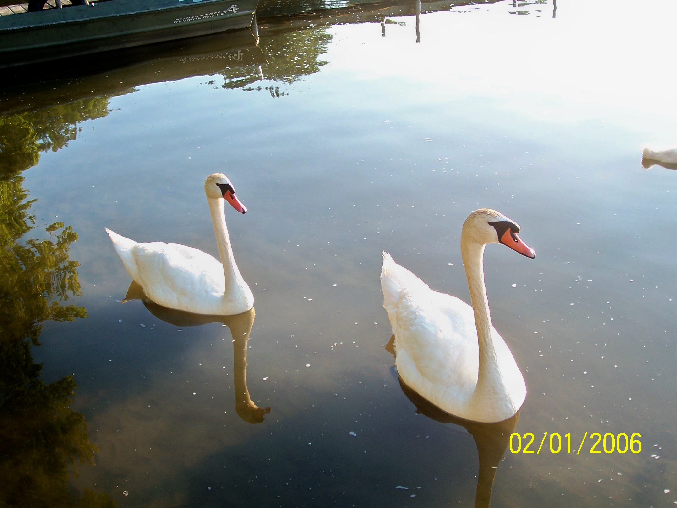 Pretty Swans