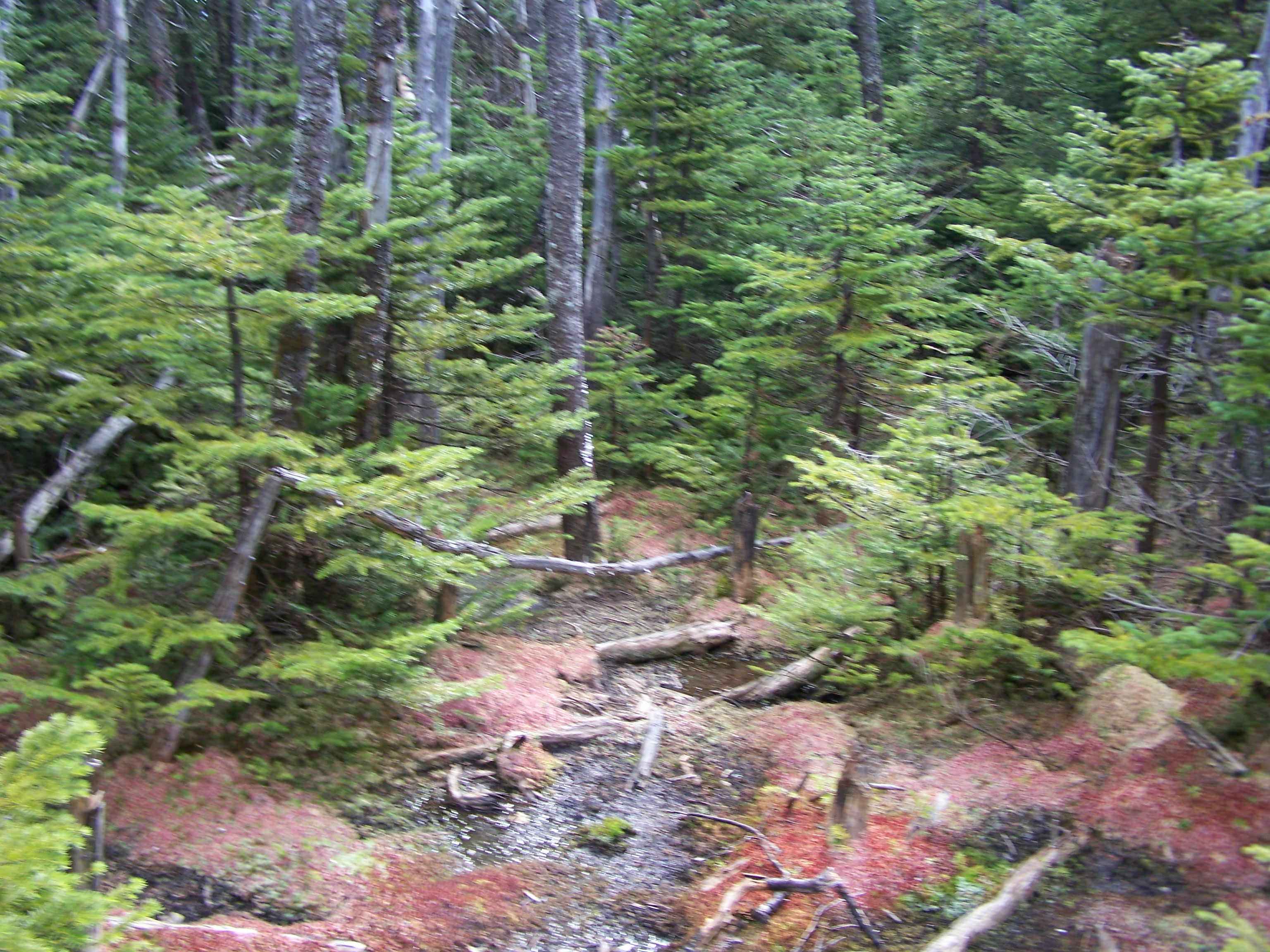 Forest Scene on Cannon Mountain