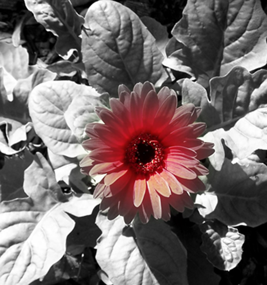 Red Flower