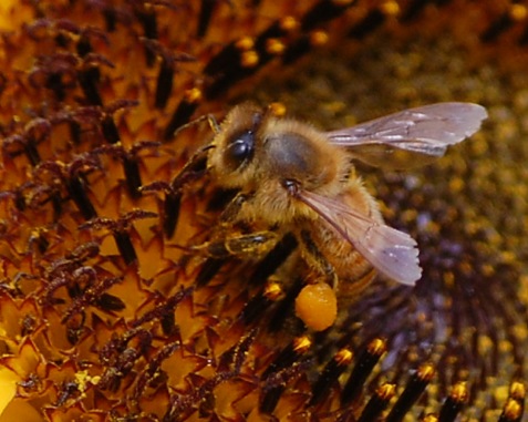 Honey bee with full pollen baskets