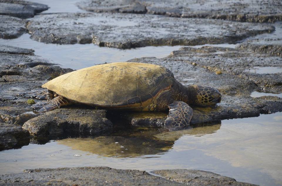 Sea turtle resting on the beach