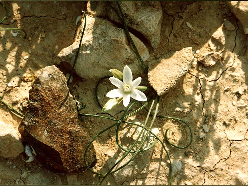 A spring flower among flint stones 1.5 miles south from Ben Gurion College at Sde Boker. The Middle East, February 15, 2001