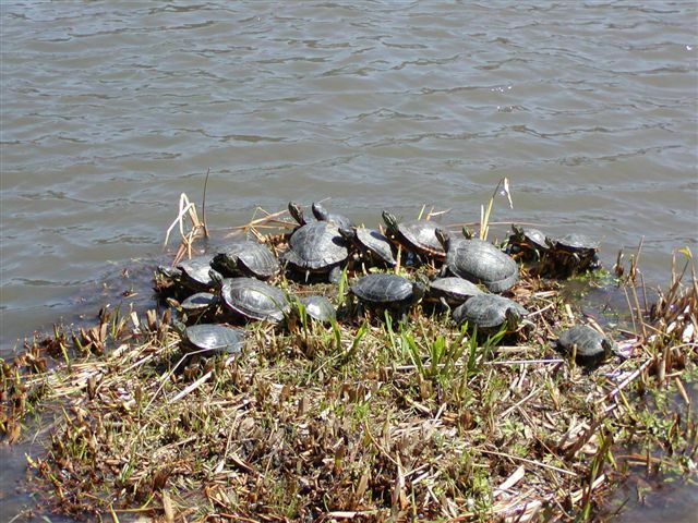 18 turtles