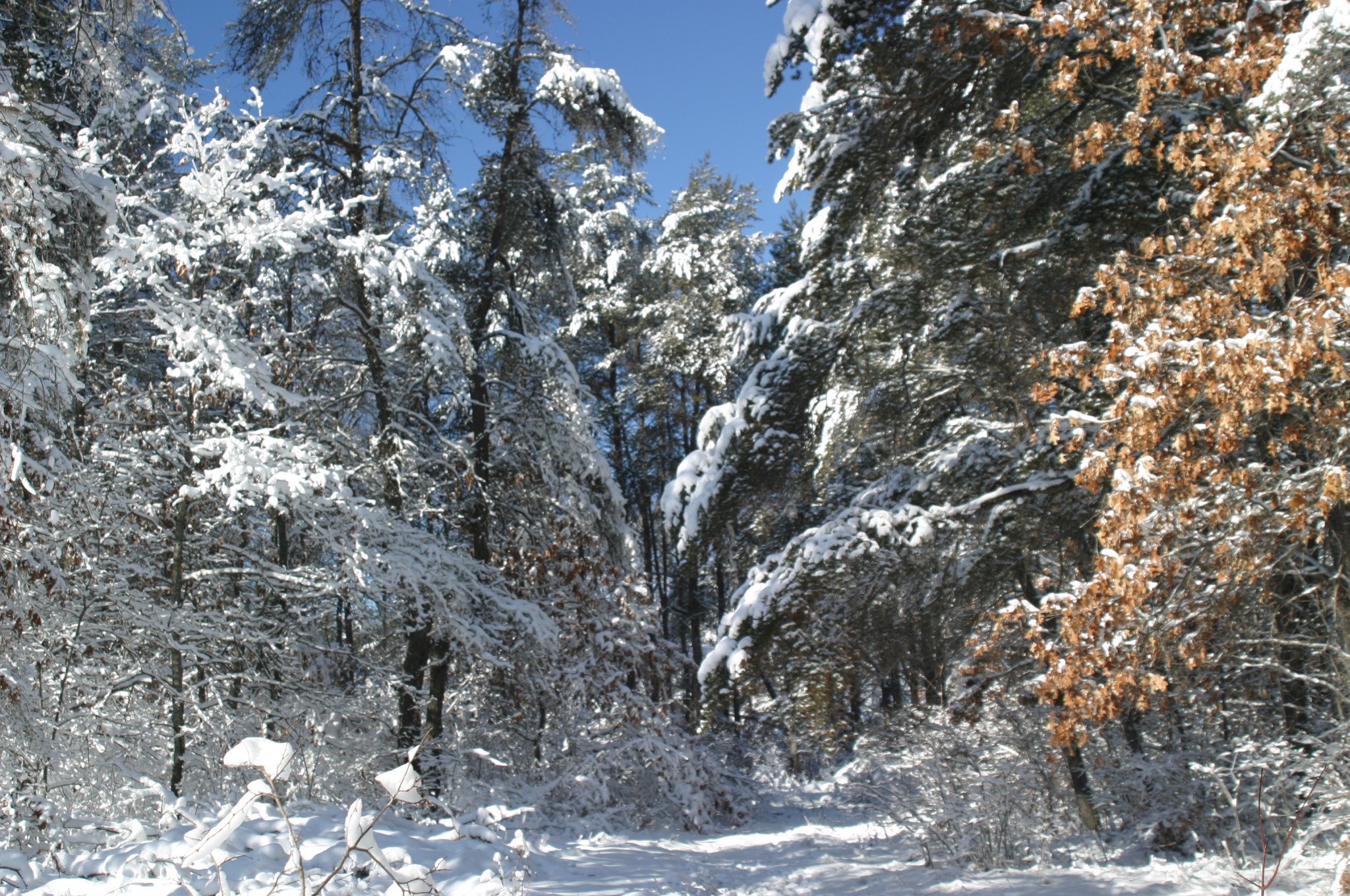 Snow in the Morning