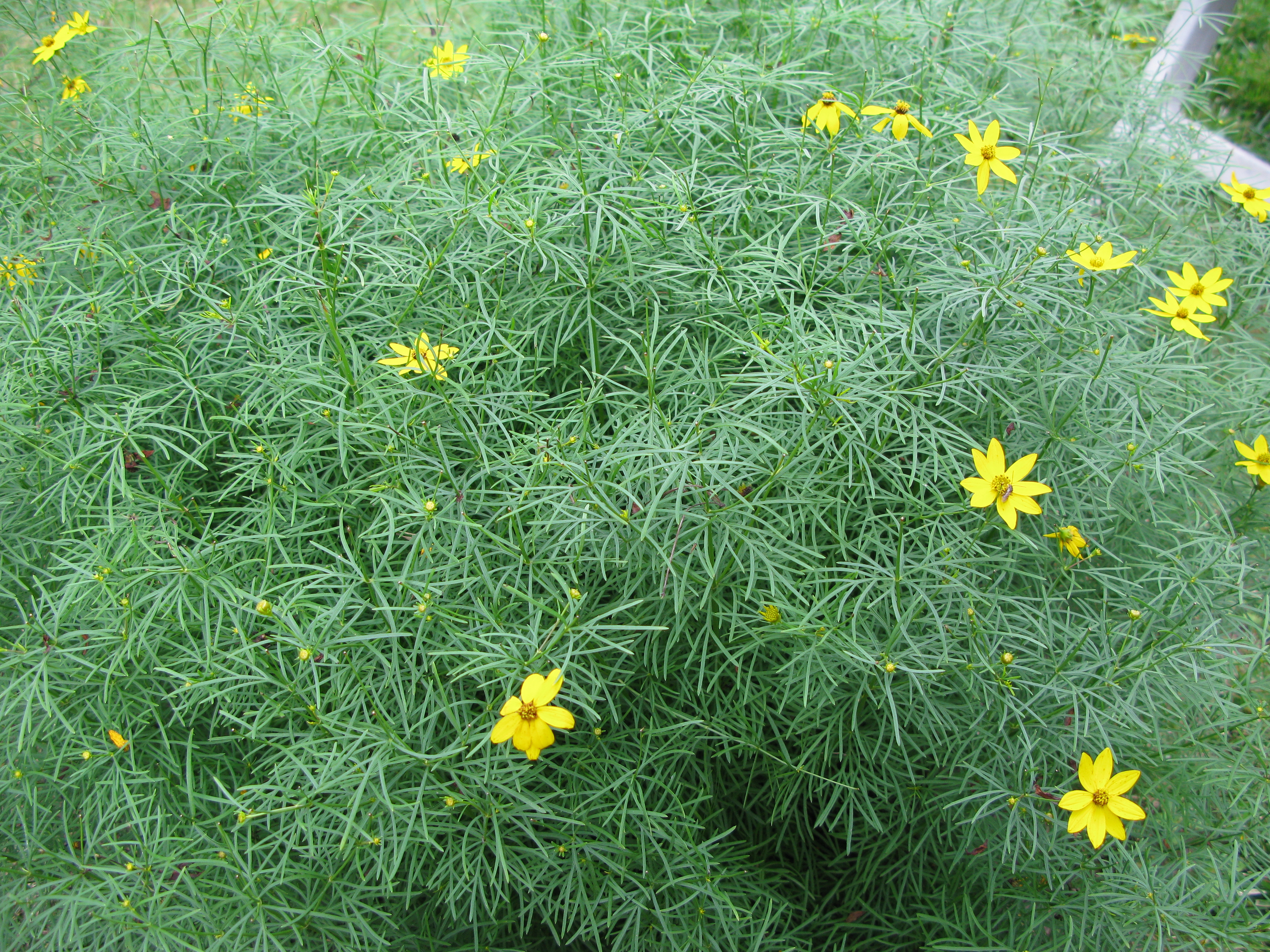 2008coreopsis1.jpg