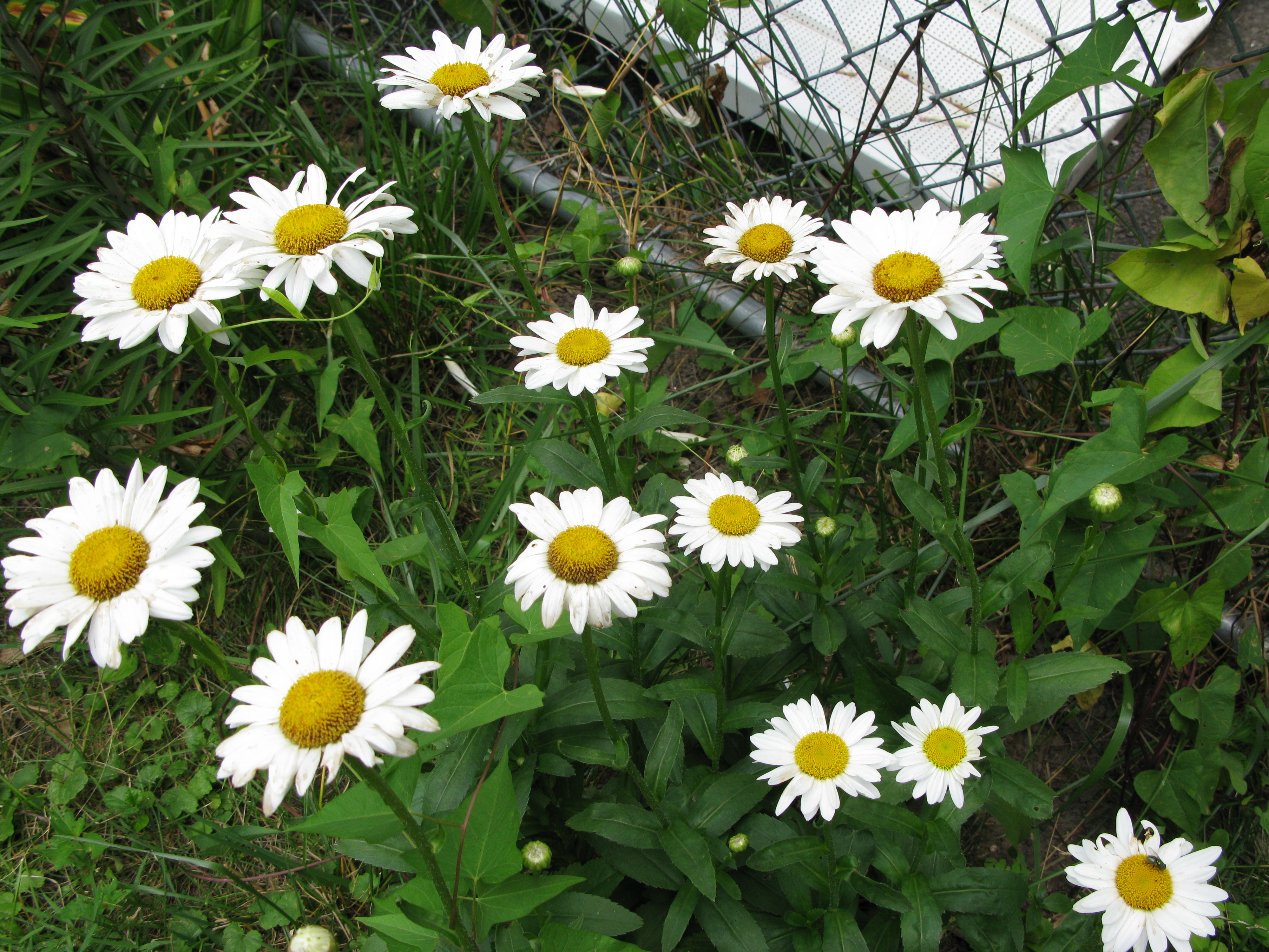 Shasta Daisies