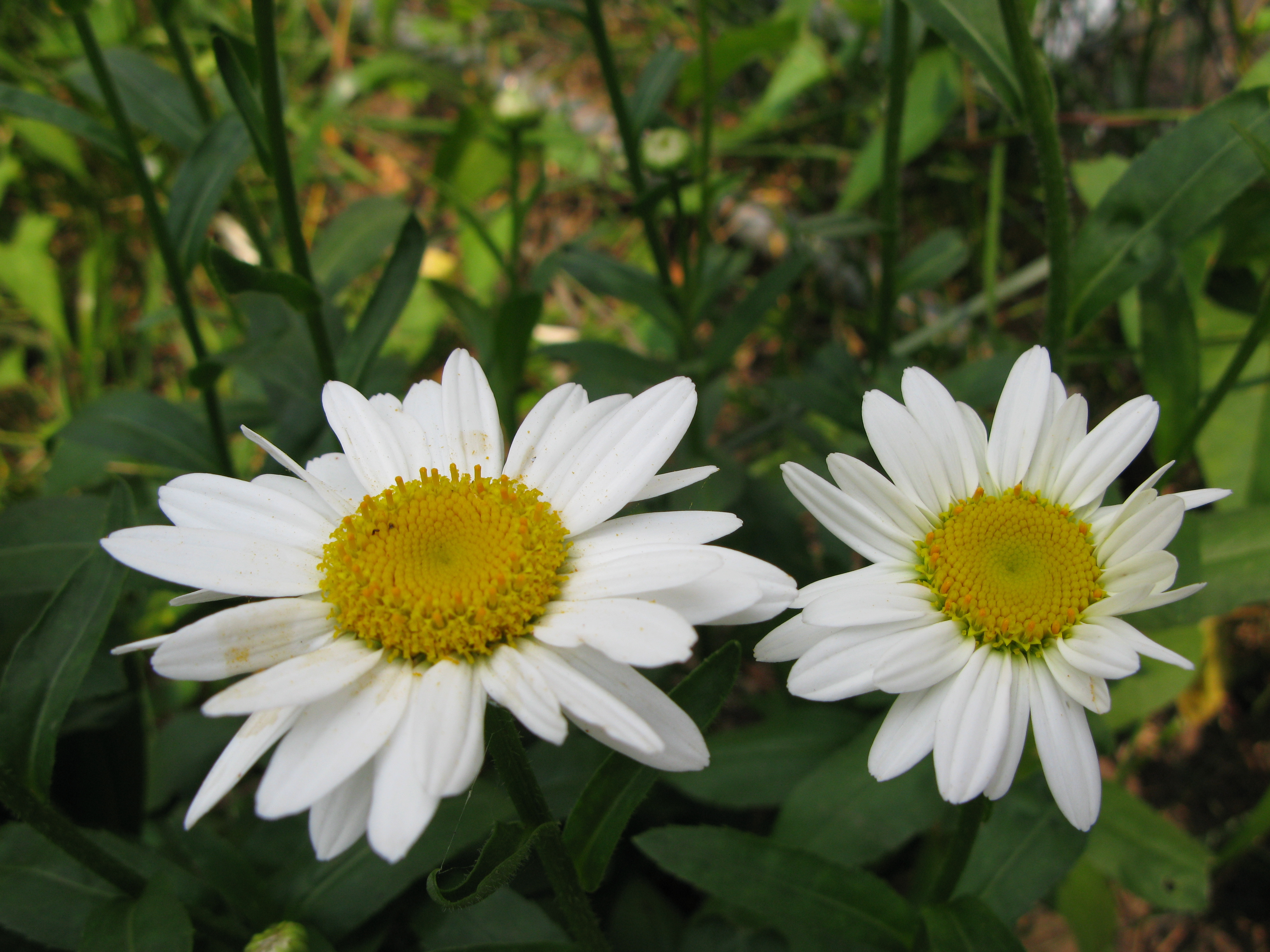 Two Shasta Daisies