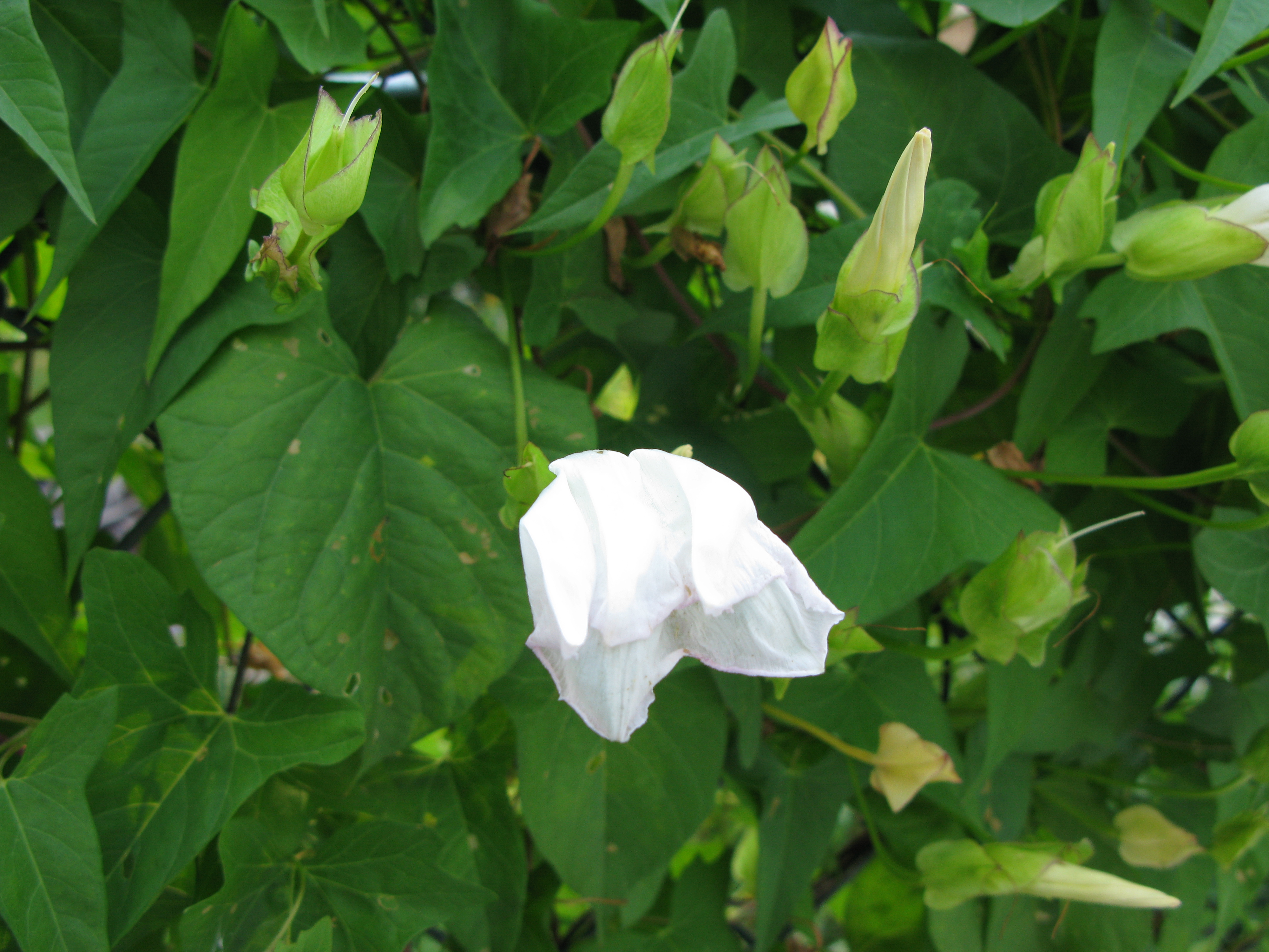 Morning Glory Closing Up