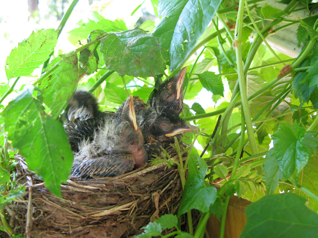 Baby Robins in Nest