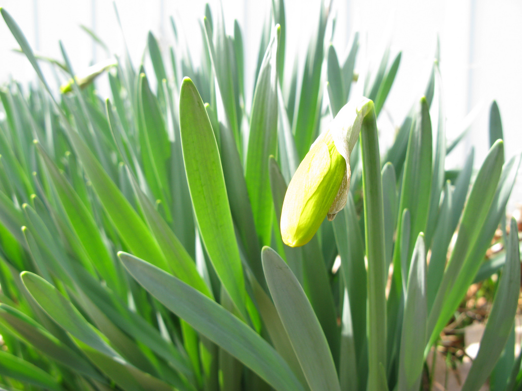 DaffodileReady to Open