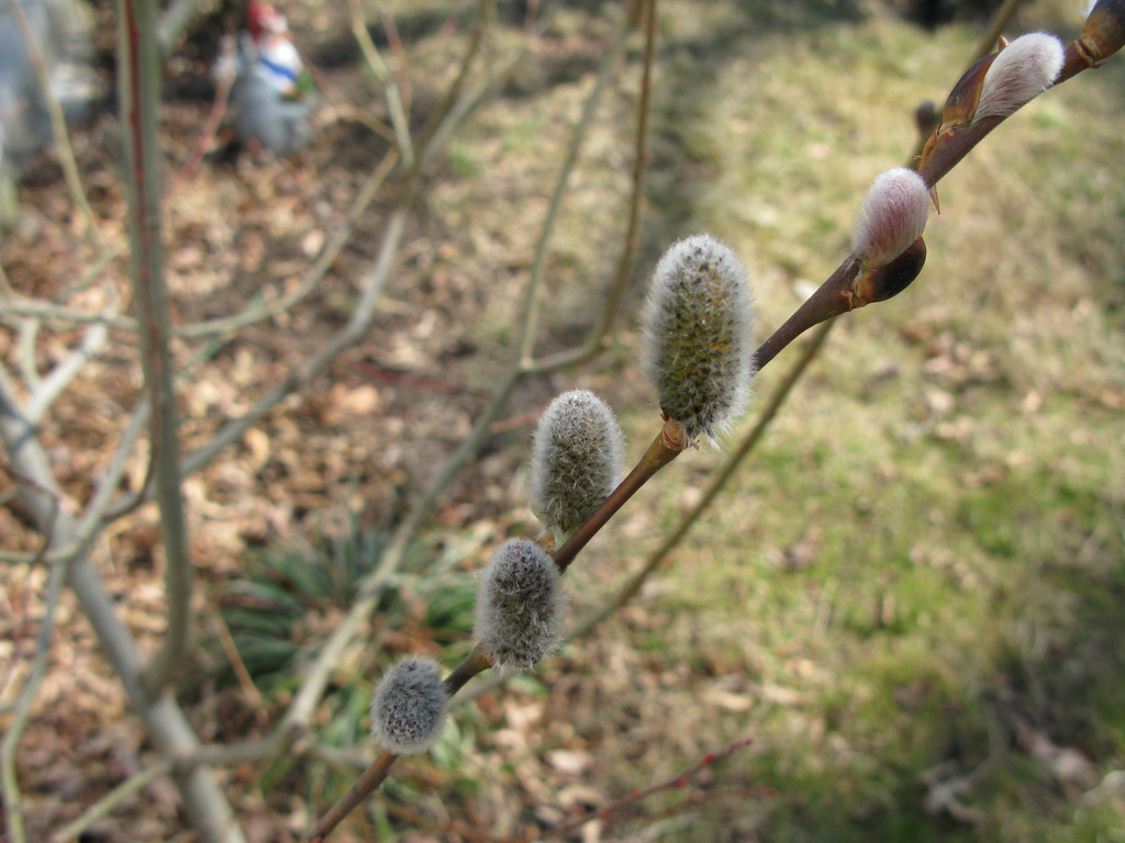 Pussy Willows in Bloom