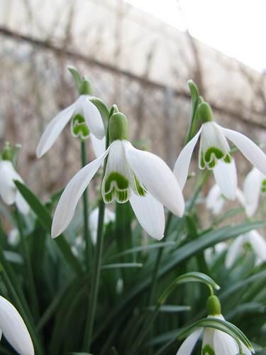 Snow Drops Opening