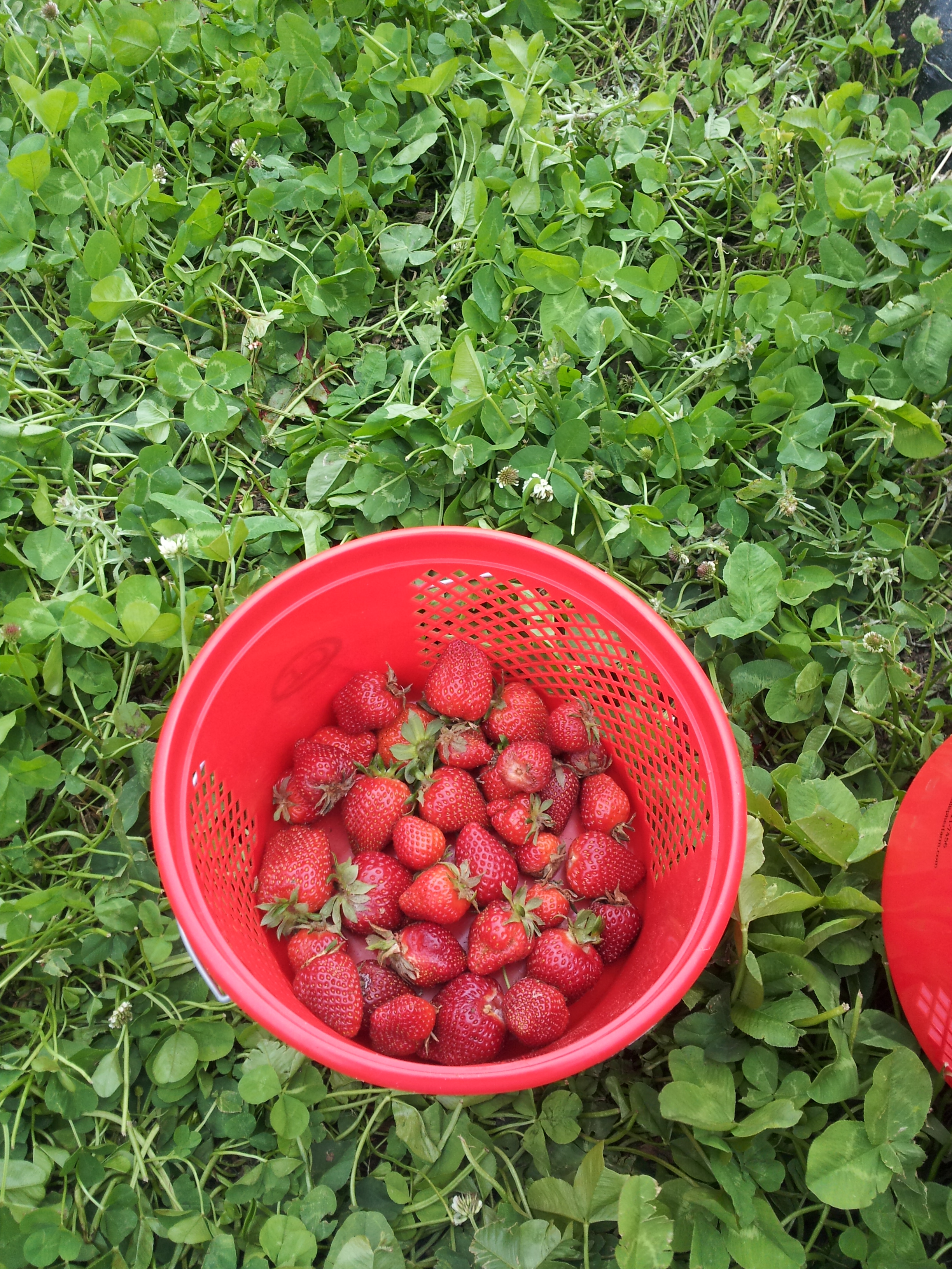 Fresh Strawberries