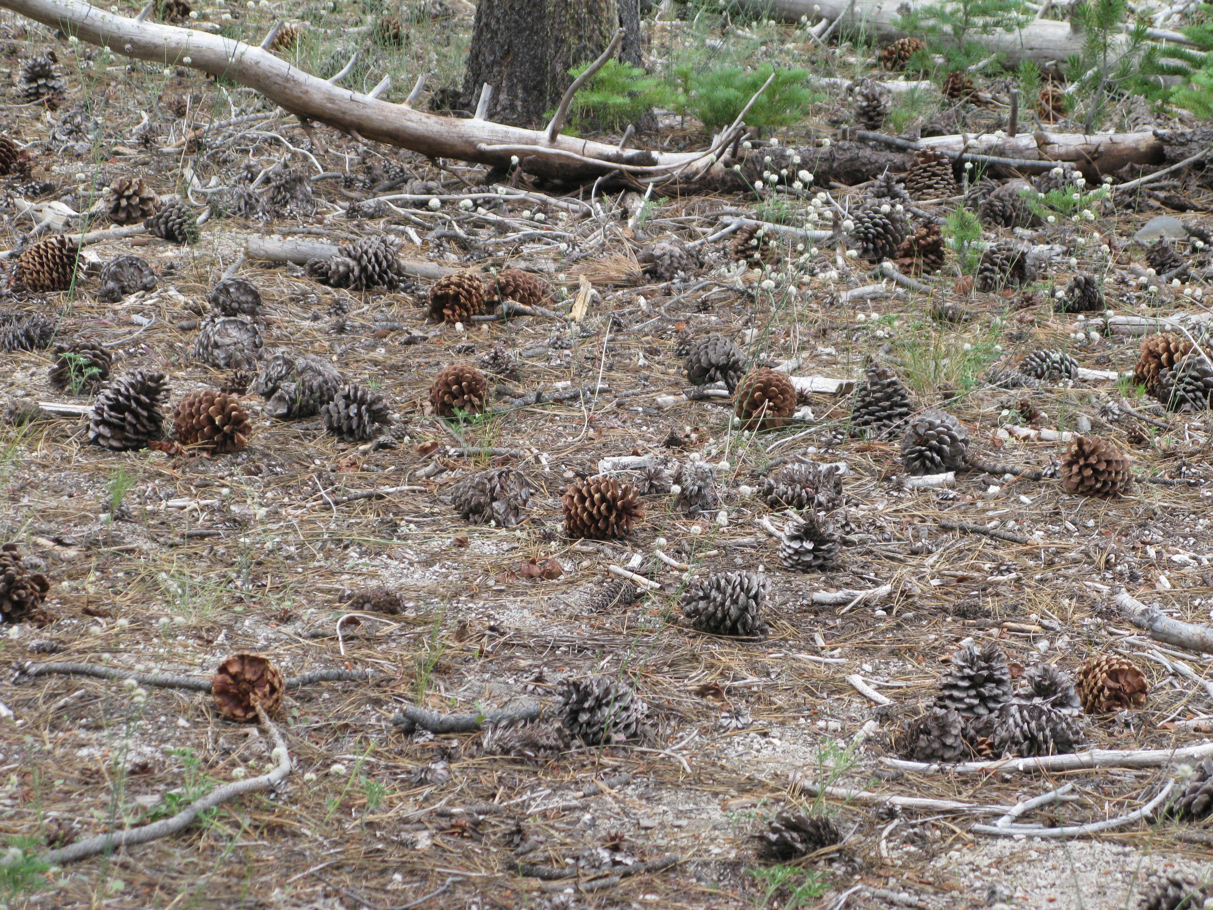 Devils Postpile National Monument Pine Cones