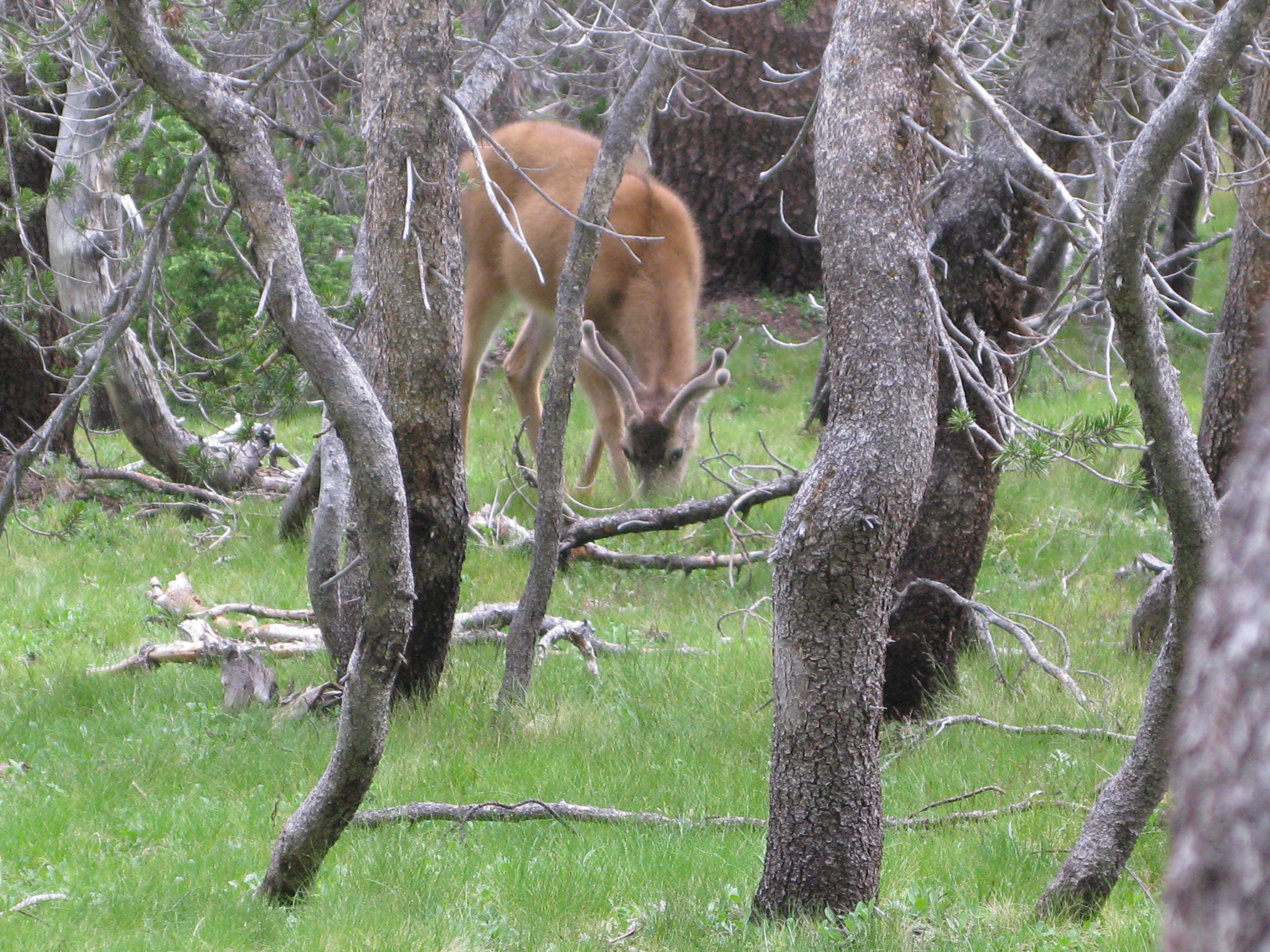 Deer at Yosemite National Park