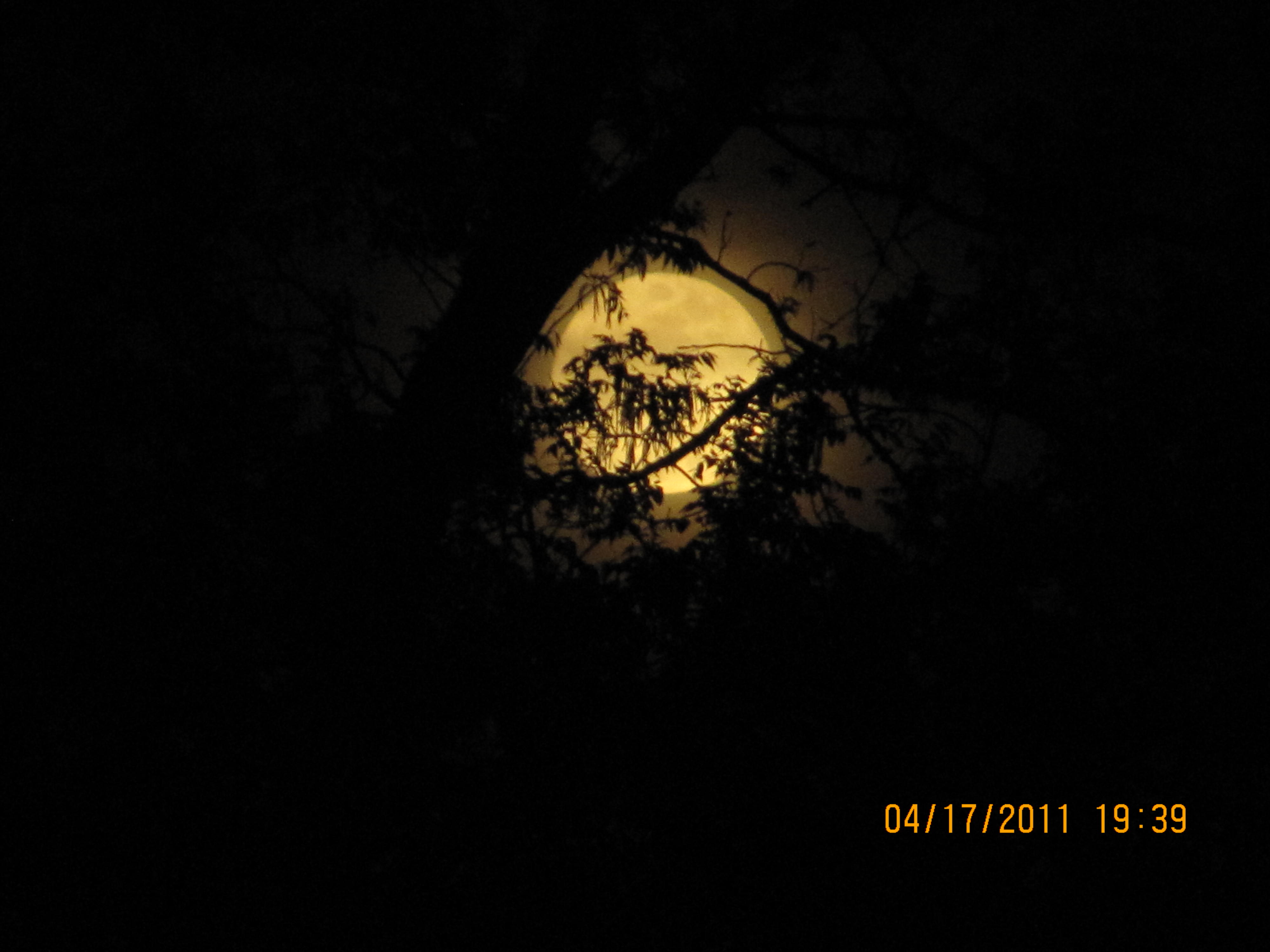 moon through the trees