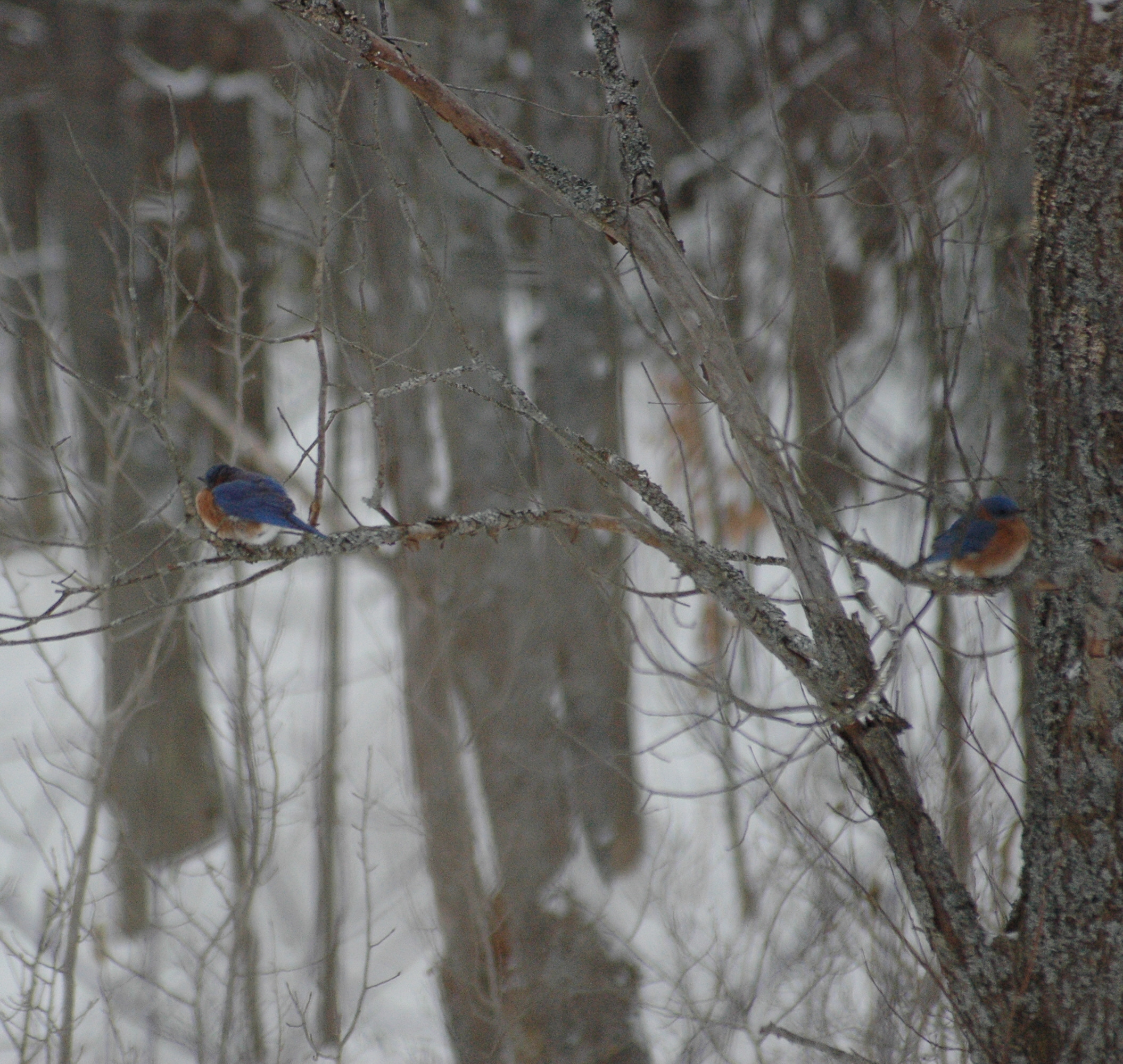 Bluebirds