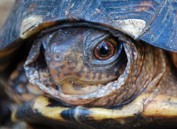 face of a Three-toed Box Turtle