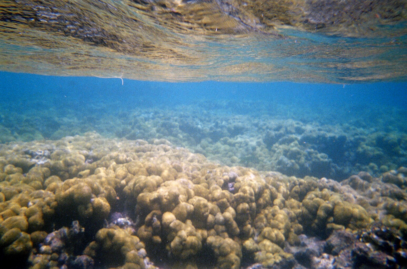 Looe Key Reef