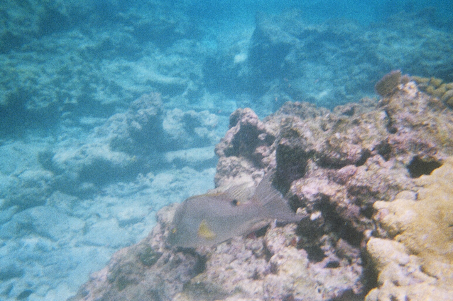 Hogfish