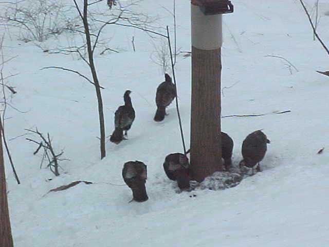 Five Wild Turkeys eating bird seed in the snow