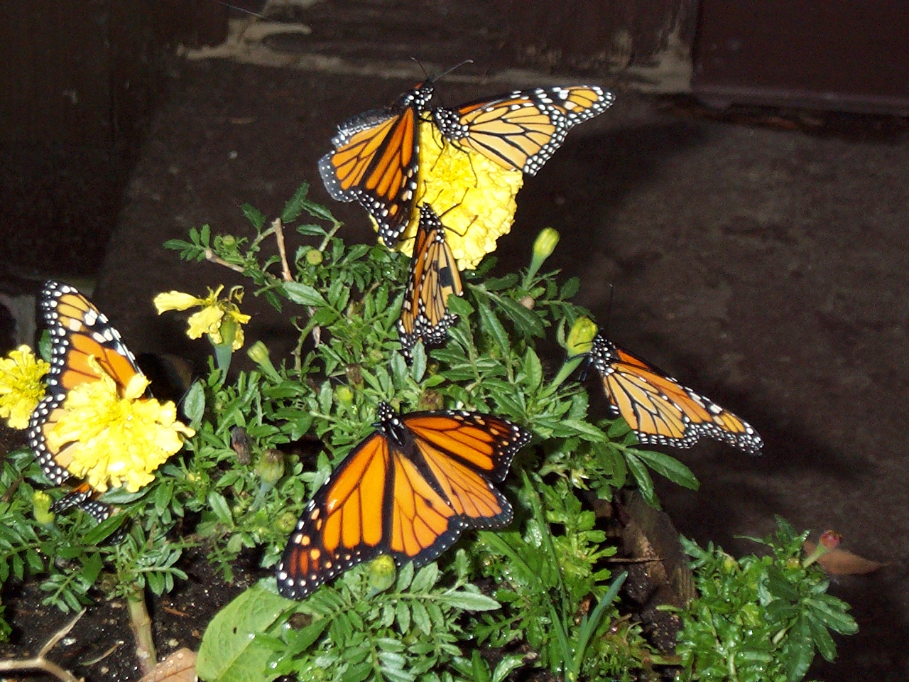 Monarch butterflies