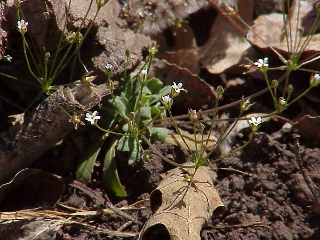 Seven Sisters Flower