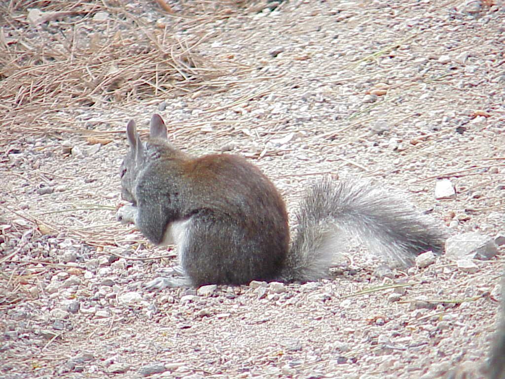 Abert Squirrel @ Buffalo Park