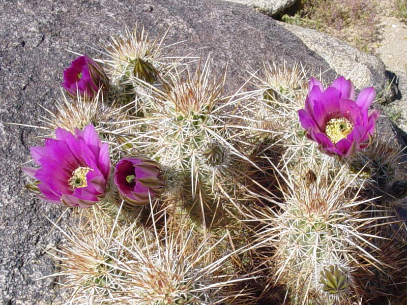 Strawberry Hedgehog Cactus