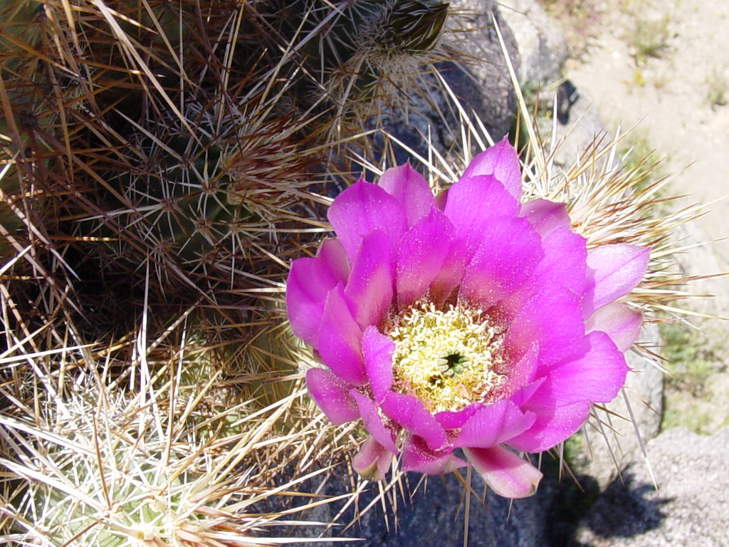 Hedgehog Cactus bloom