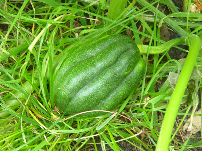 acorn squash