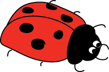 ladybug adult