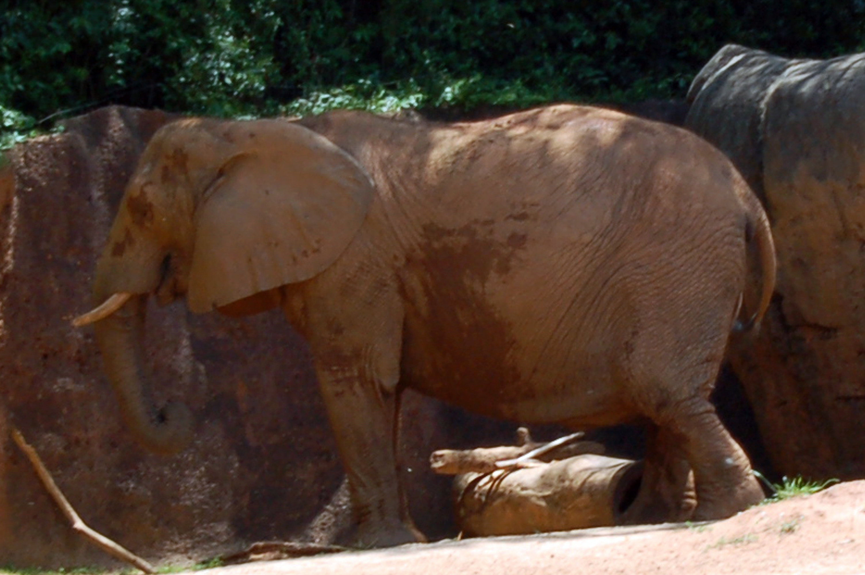 African elephant