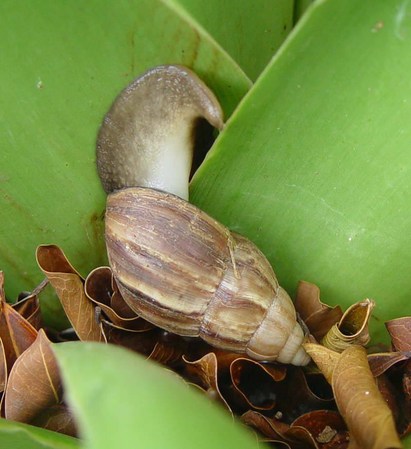 African Snail