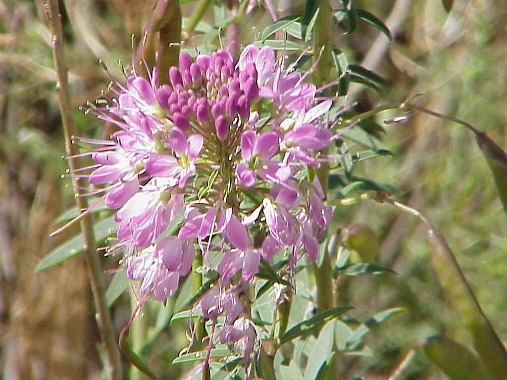 Western Bee Plant