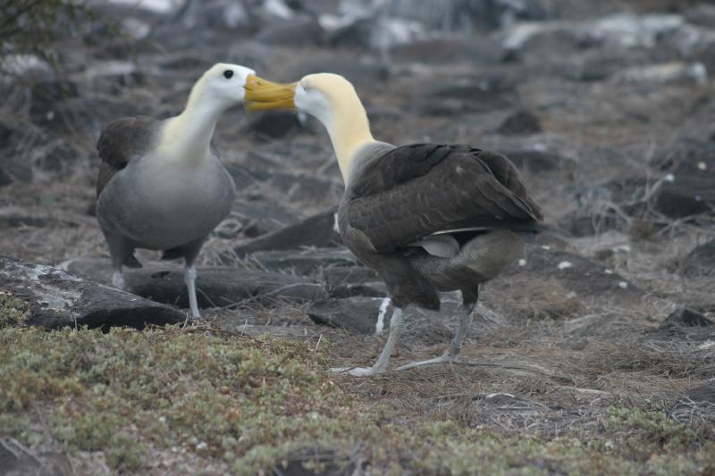 Albatross in mating dance