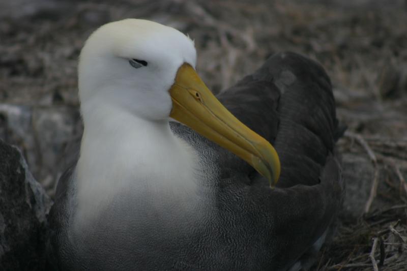 albatross_head.jpg