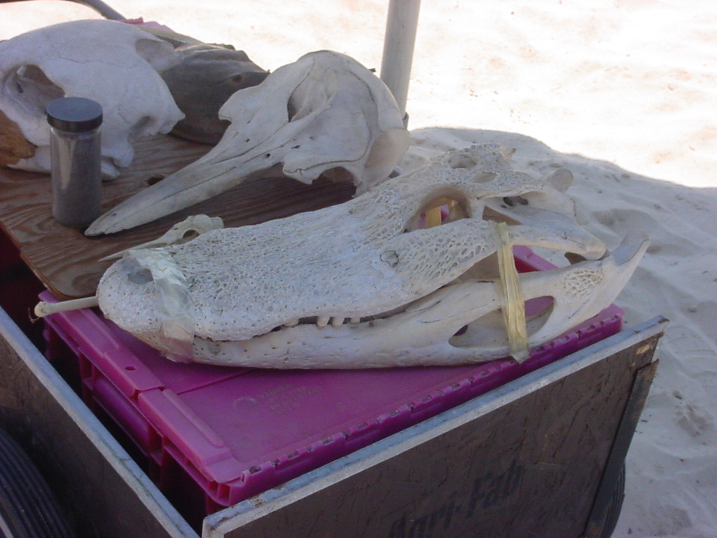 Skull of an Alligator