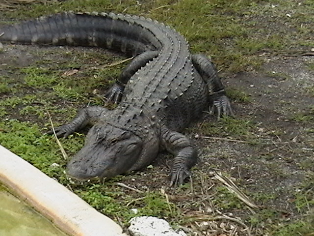 Florida alligator at rescue reserve