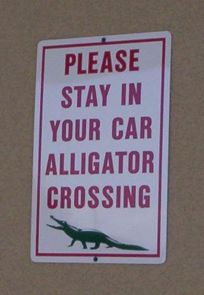 Alligator Crossing