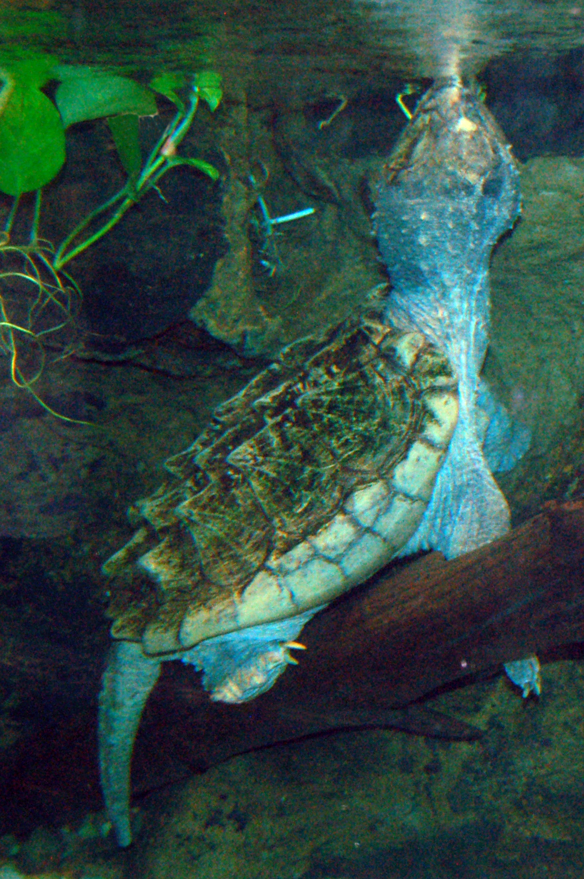 Alligator Snapping Turtle